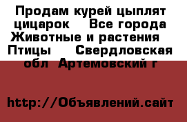 Продам курей цыплят,цицарок. - Все города Животные и растения » Птицы   . Свердловская обл.,Артемовский г.